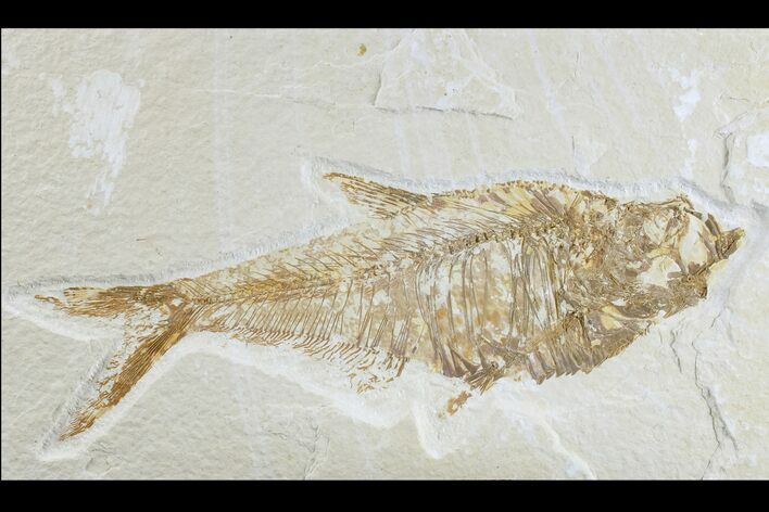 Fossil Fish (Diplomystus) - Wyoming #165868